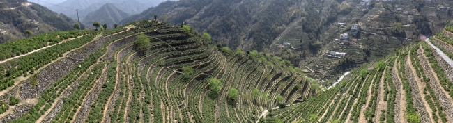 宽幅工黄山梯田茶园的绿色画卷摄影图片