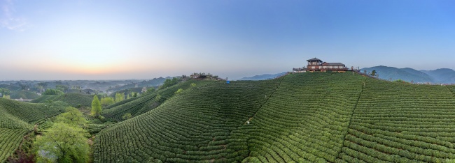 宽幅壮丽的茶山日出美景图片
