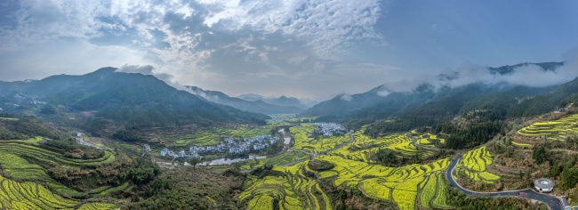 宽幅梯田油菜花海的乡村风光