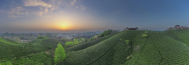 宽幅信阳茶山晨曦的绿色画卷风景摄影
