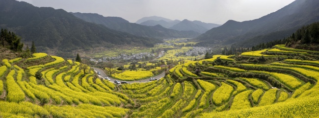 宽幅皖南山间梯田油菜花海风光风景图片素材