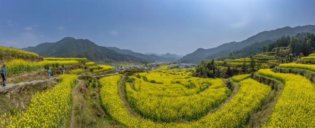 宽幅金色梯田油菜花海风景图片素材