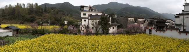 宽幅徽派村落的油菜花田