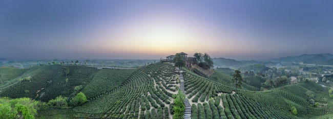 宽幅梯田式茶园的日出美景风景