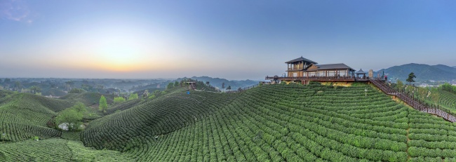 宽幅梯田茶园观景台晨曦风景摄影