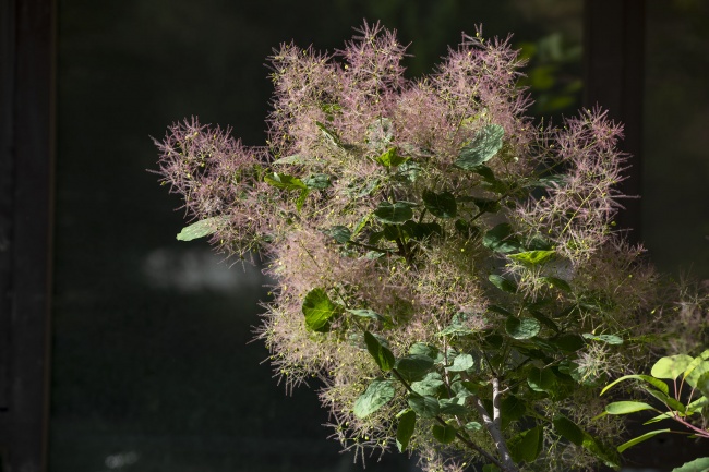 黄栌花开与种子
