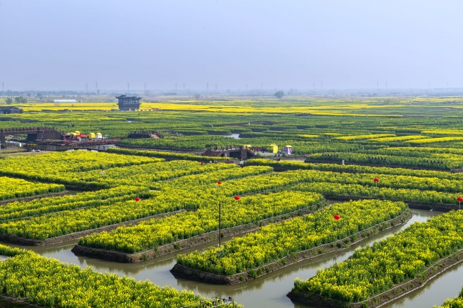 千垛油菜花海春天风景图片