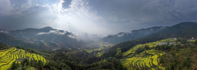 宽幅云雾缭绕的梯田油菜花海全景自然风景