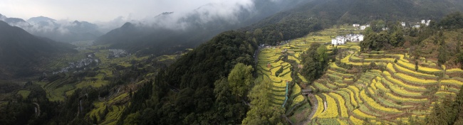 宽幅云雾缭绕的乡村梯田油菜花风光