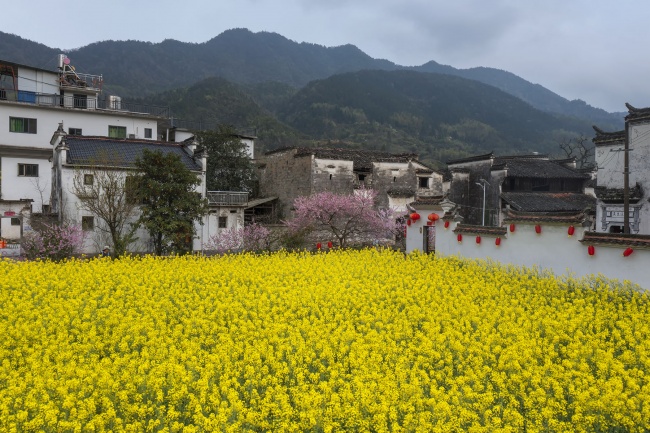 皖南油菜花田间的古村落