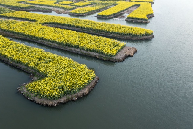 水上金灿灿的油菜花田春天风景图片