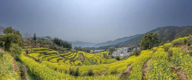 宽幅梯田油菜花与徽派村落全景