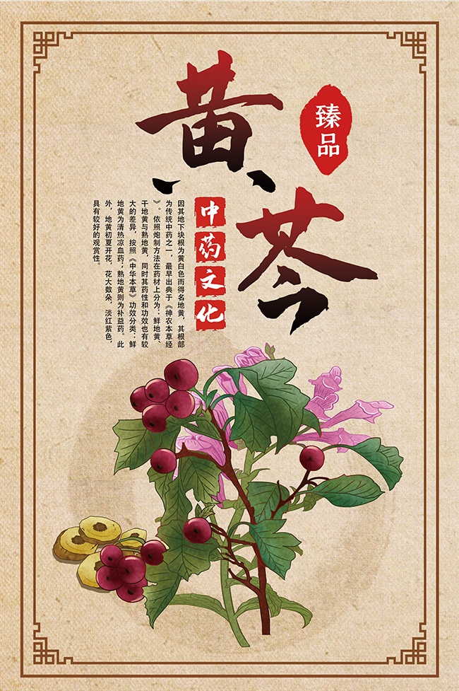 黄芩药理知识宣传海报