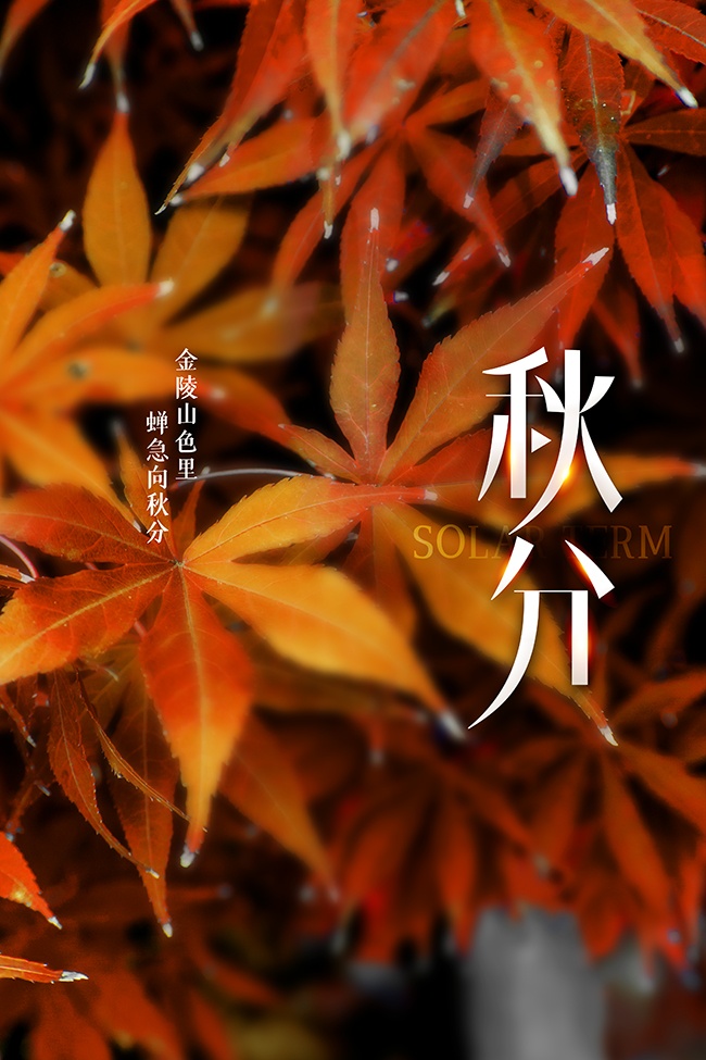 秋分节气广告
