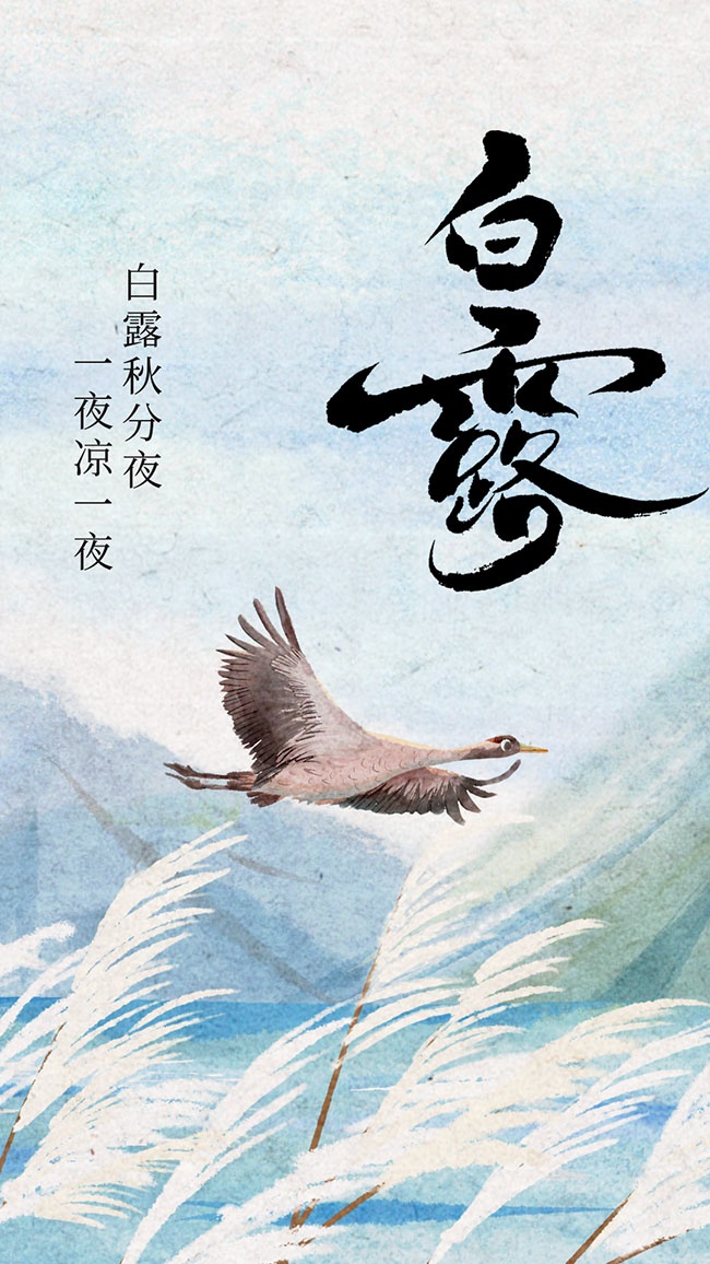 简约白露节气广告