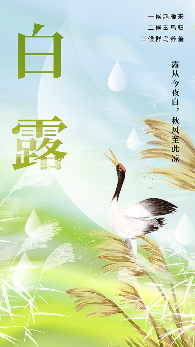 白露节气宣传海报