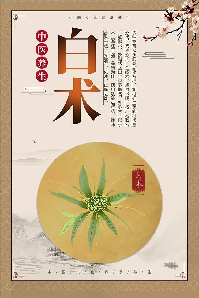 中医养生药材白术药理知识海报图片