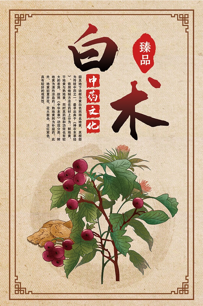 白术药理知识宣传海报