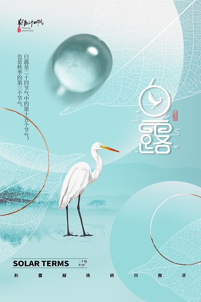 秋露凝珠传统二十四节气白露广告
