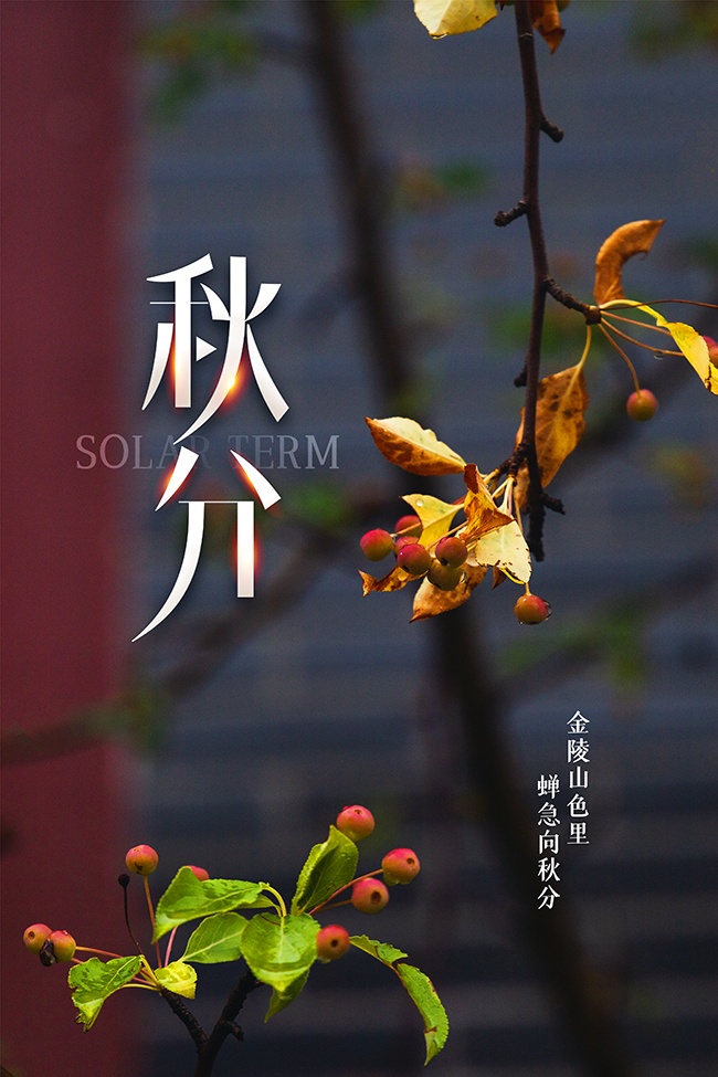 简洁秋分节气广告