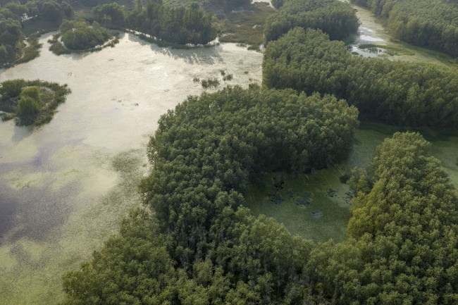 航拍湿地森林景观