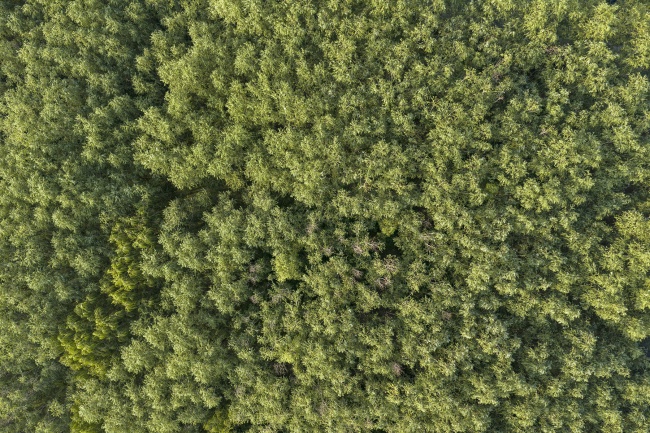 鸟瞰森林风景图片素材