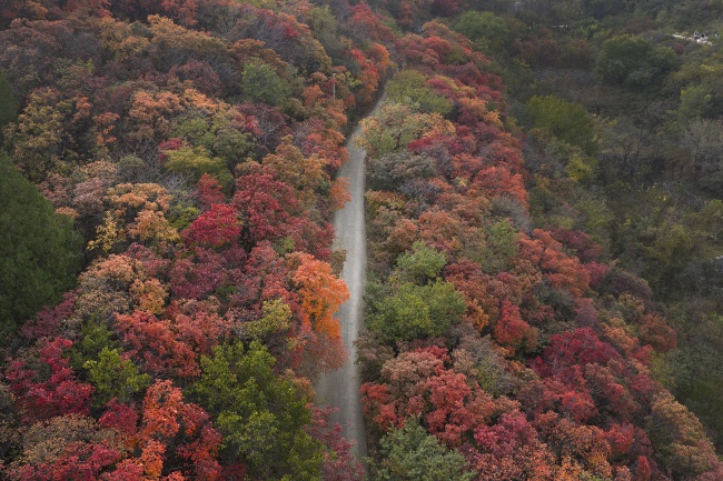 山间公路秋色风光