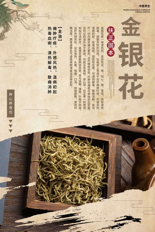 金银花药理知识海报挂图