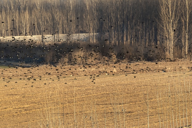 ���տ�Ұ����Ⱥ