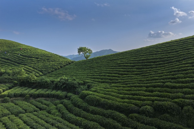 美丽的高山茶园风光