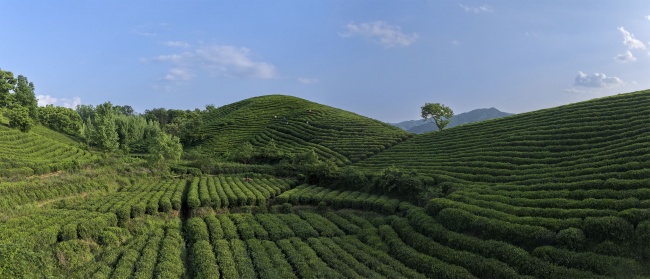 宽幅高山茶田茶园