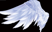 白色天使之翼