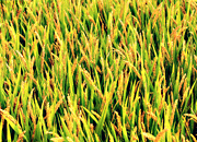 成熟季节的水稻图片[原创]
