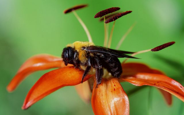 蜜蜂采蜜图片10张下载