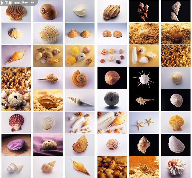 图片介绍网站活动下一图收藏本图下载本图当前图片:海鲜贝壳类图片