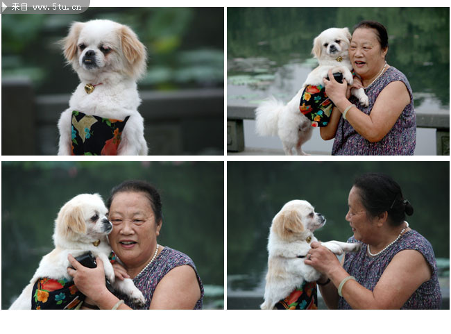 狗与女主人的图片