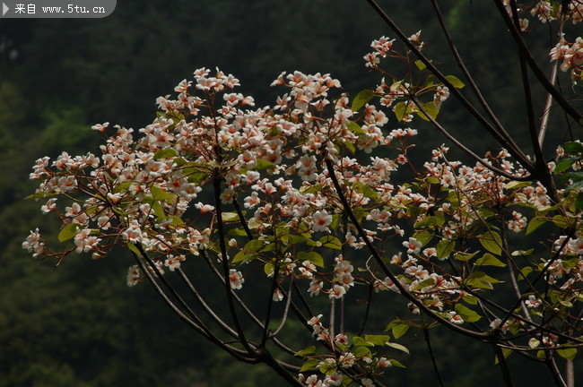 油桐花圖片