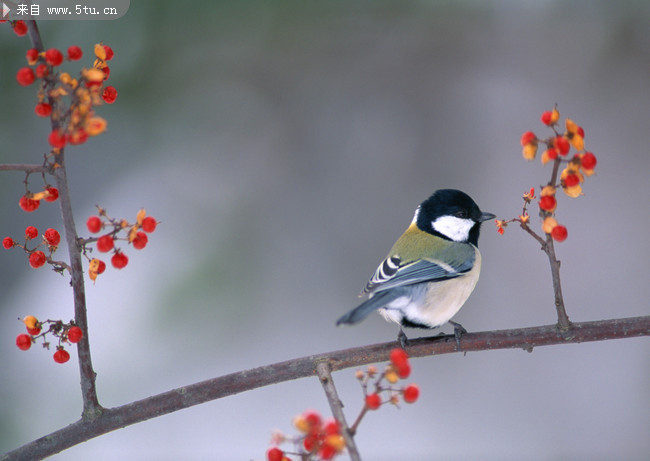 圖片:關於鳥兒的圖片,主題為各種鳥圖片,可用作鳥圖片大全,小鳥圖片