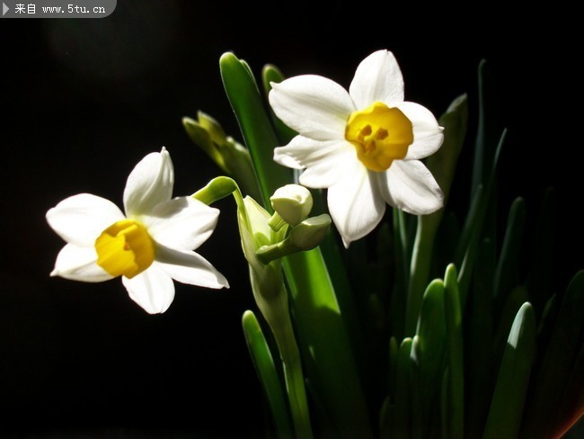 圖片介紹當前圖片:水仙圖片 鮮花壁紙素材,主題為水仙花圖片,可用作