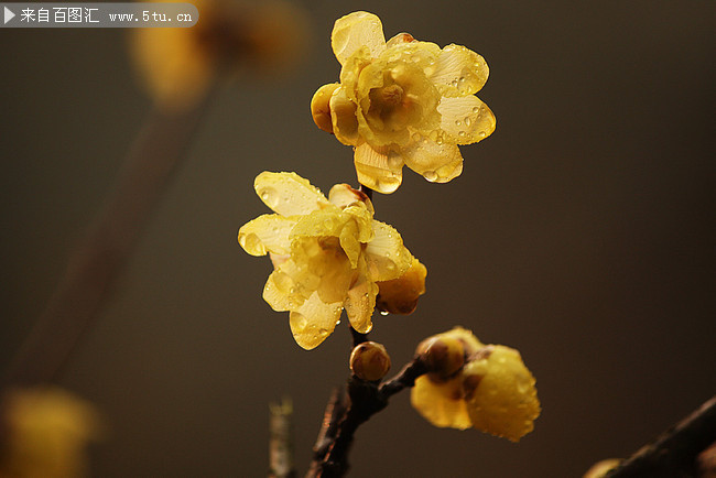 高清黃色梅花攝影圖片,主題為黃梅圖片,可用作梅花大圖,鮮花,花枝