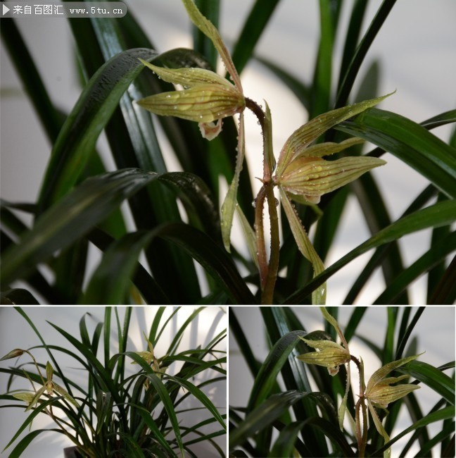 兰花特写照片-植物图片-百图汇素材网