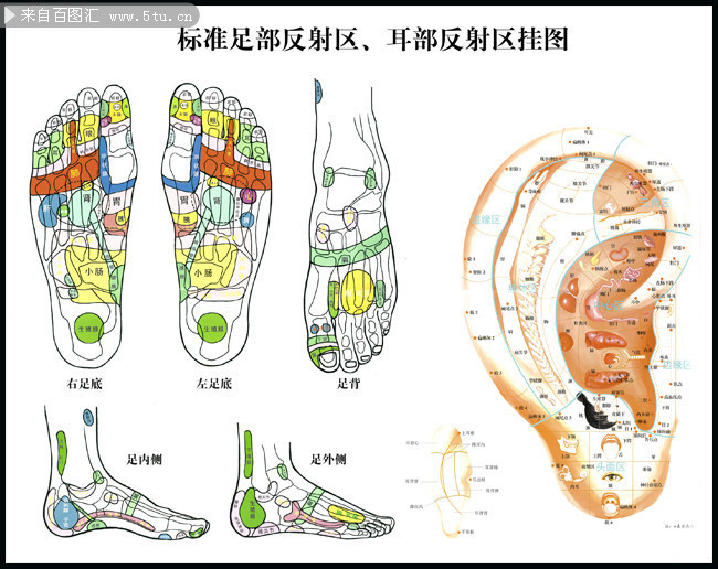 足部耳部反射區圖片下載