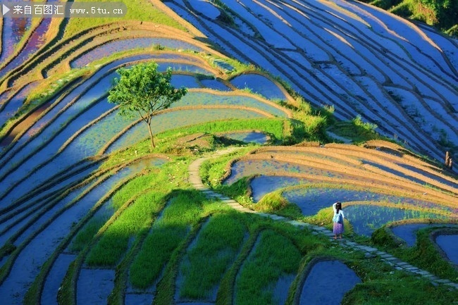 龍勝梯田美景大圖