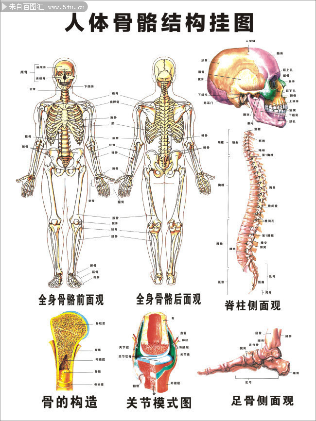主题为人体骨骼,可用作医疗,人体骨骼挂图,全身骨骼后面观,骨的构造等