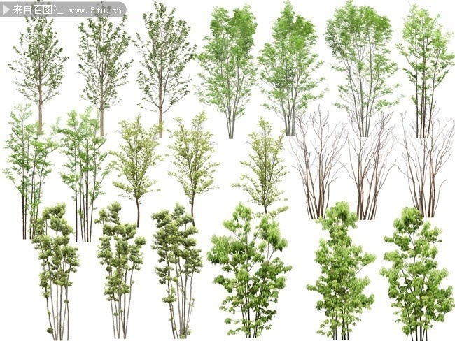 园林景观树木种类(园林景观树木种类二球悬铃木什么季节观观花还是叶)