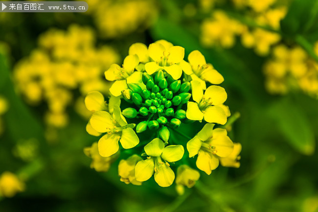 油菜花特写图片