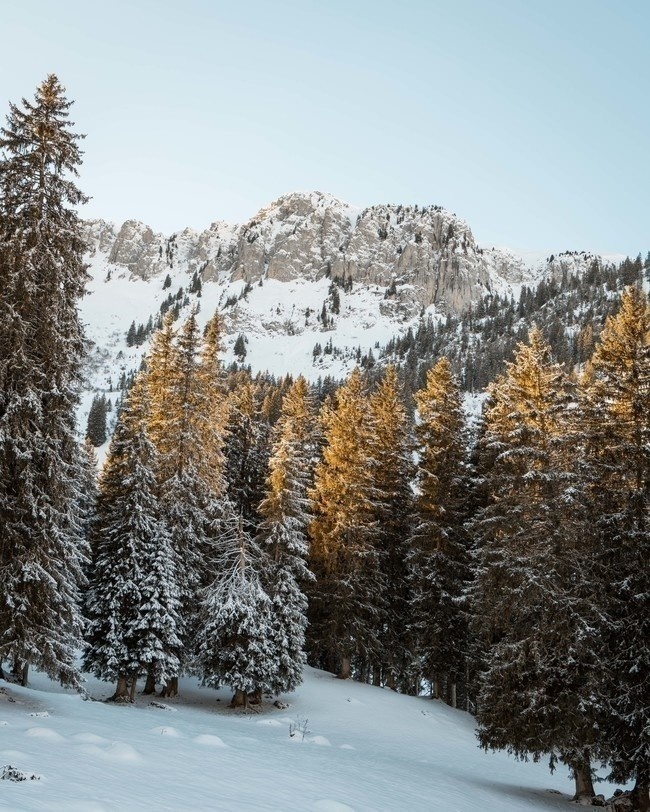 雪松森林風景圖片素材,主題為森林風景,可用作雪松,自然風景,冬天風景