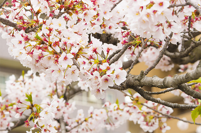 白色樱花图片,主题为樱花,可用作樱花摄影,樱花高清图,东京樱花,花朵
