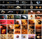 海鲜贝壳类图片