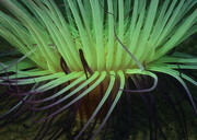 绿色海葵高清图